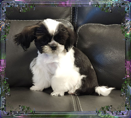 Tiny little male chinese imperial shih tzu puppies for sale teacup